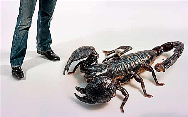 TOP 10 largest scorpions of the planet