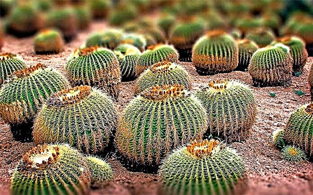 The smallest cacti in the world: 13 species (+ PHOTO)