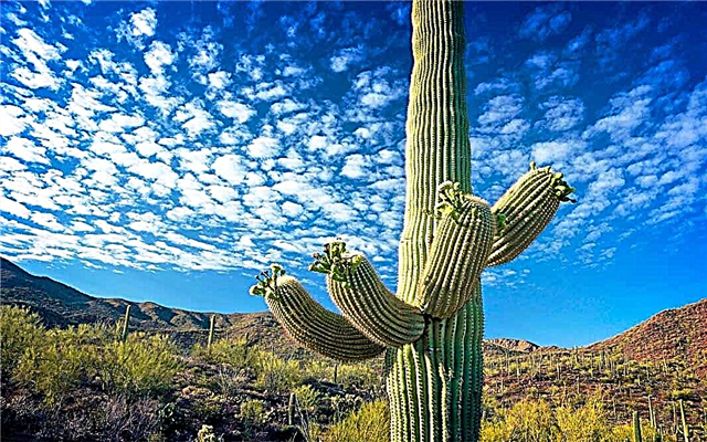 Los cactus más grandes. ¿Cuál es el cactus más grande?