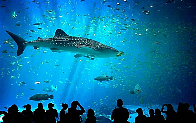 De grootste vis ter wereld