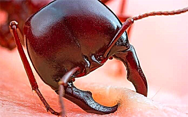 Les plus grandes fourmis du monde