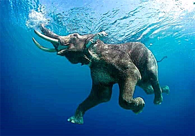 Los mamíferos más grandes que viven en el planeta.