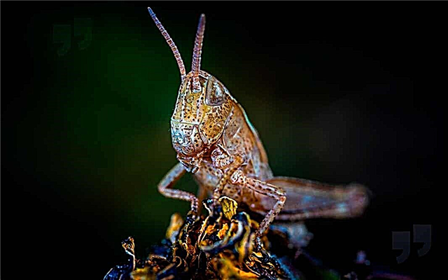 Schauen Sie sich die kleinsten Insekten der Erde an