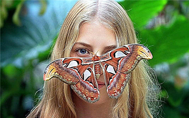 Lista największych motyli planety