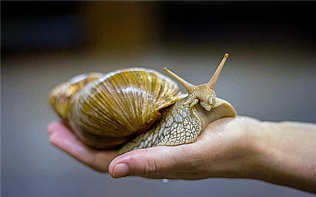 The largest snail in the world (14 photos)