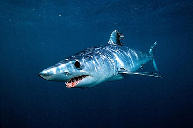 10 pasaules skarbāko haizivju pārstāvji