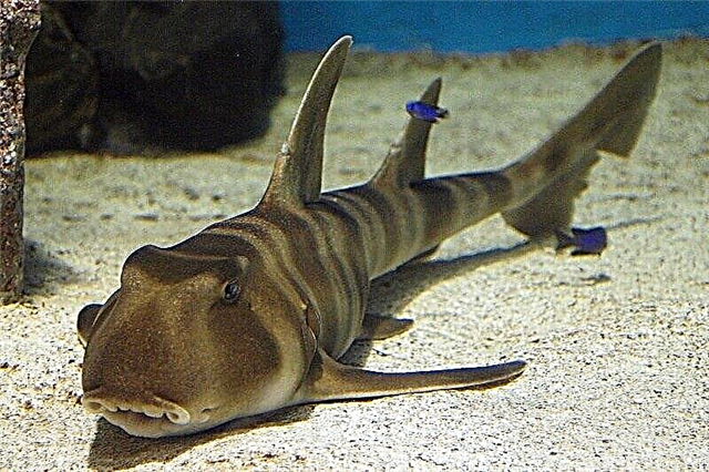 Top 10 kleinste haaien ter wereld
