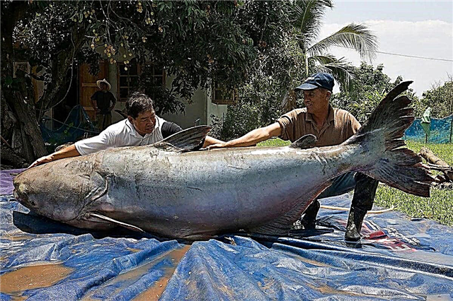 10 أكبر سمك السلور في العالم
