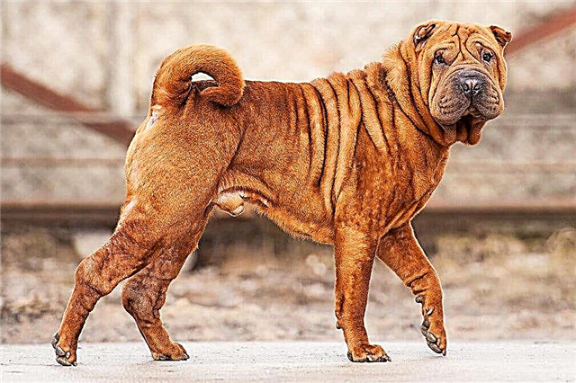 10 most ancient dog breeds in the world
