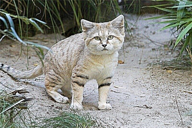 Top 10 des plus petits chats sauvages du monde