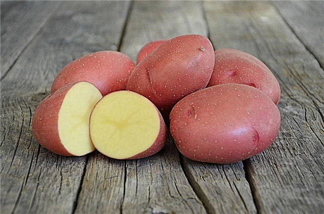 10 köstlichsten Kartoffelsorten