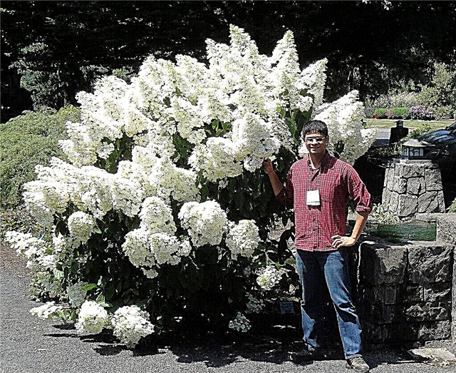 10 lielākās hortenzijas šķirnes