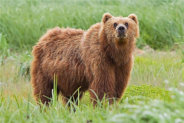 Top 10 des plus grandes espèces d'ours au monde