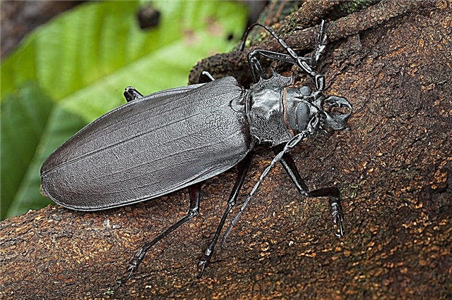 Los 10 insectos más grandes del mundo