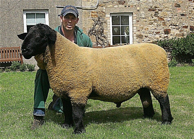 Top 10 der größten Schafrassen der Welt