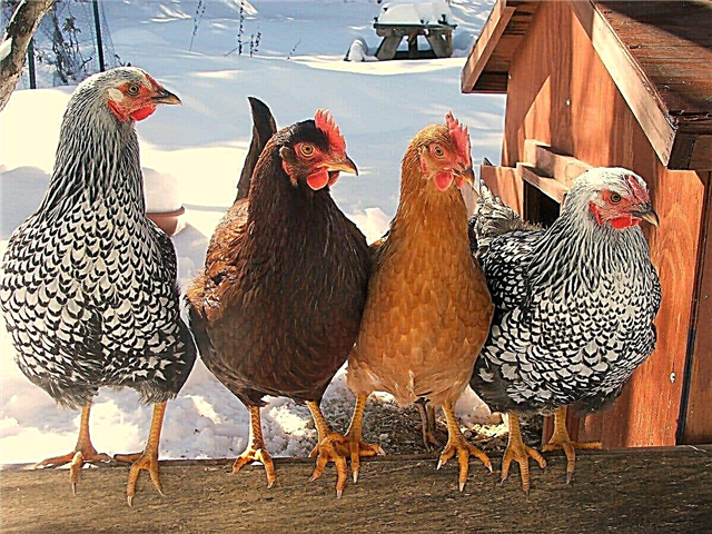 10 razas de gallinas que ponen los huevos más deliciosos