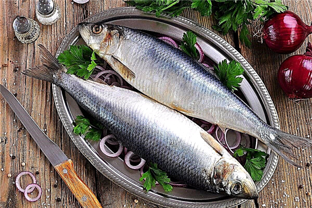 10 most delicious recipes for salting herring at home