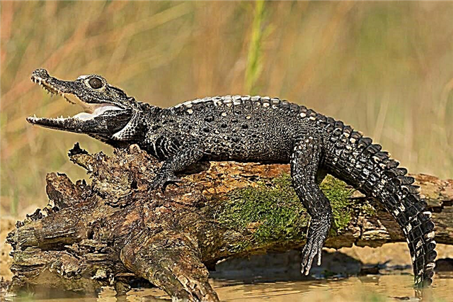 Top 10 najmenších krokodílov na svete