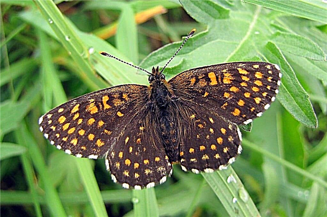 Topp 10 minsta fjärilar i världen