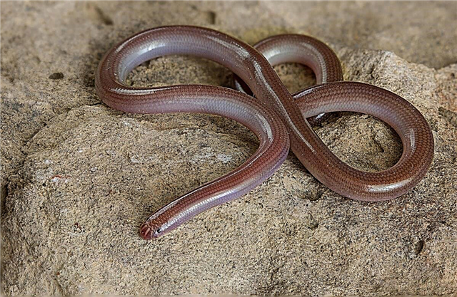 Las 10 serpientes más pequeñas del mundo