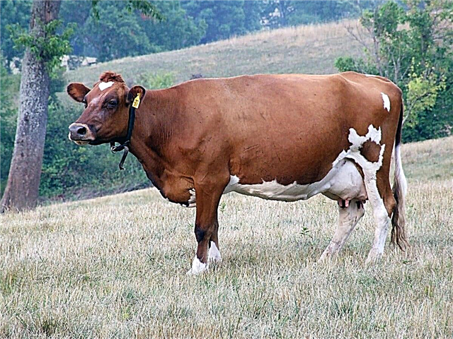 Top 10 des plus grandes races de vaches au monde