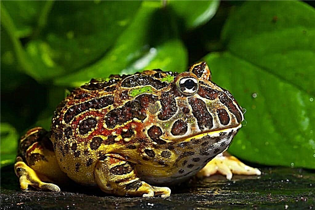 Top 10 largest frogs and toads in the world