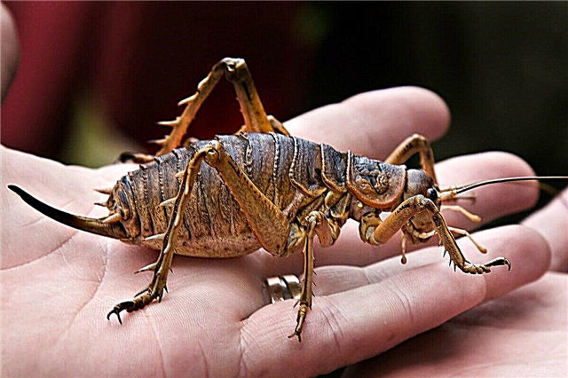 10 largest grasshoppers in the world