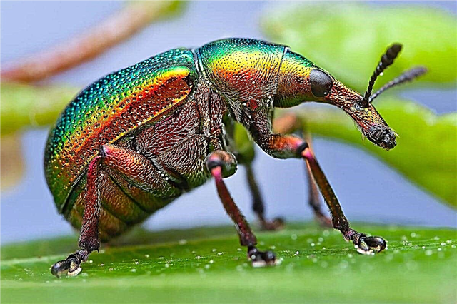10 حقائق مثيرة للاهتمام حول الحشرات - الكائنات الحية التي نجت من الديناصورات