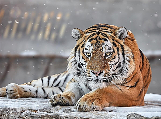 Os 10 animais mais perigosos da Rússia para observar