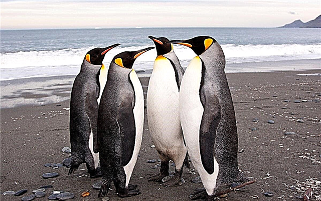 10 interessante feiten over pinguïns - vorstbestendige inwoners van Antarctica