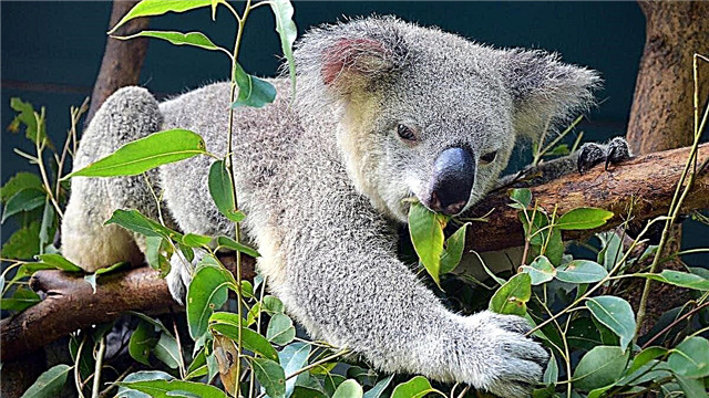 Interessante Fakten über Koalas: Top 10 * Tiere