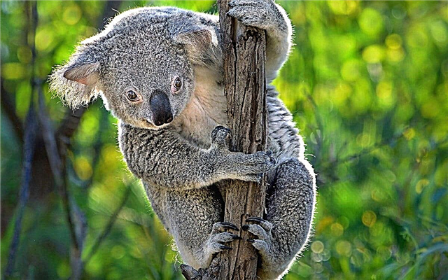 10 datos interesantes sobre los koalas - marsupiales lindos
