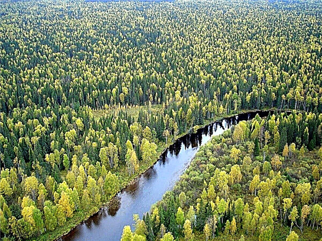 10 interesanti fakti par kokiem un mežiem