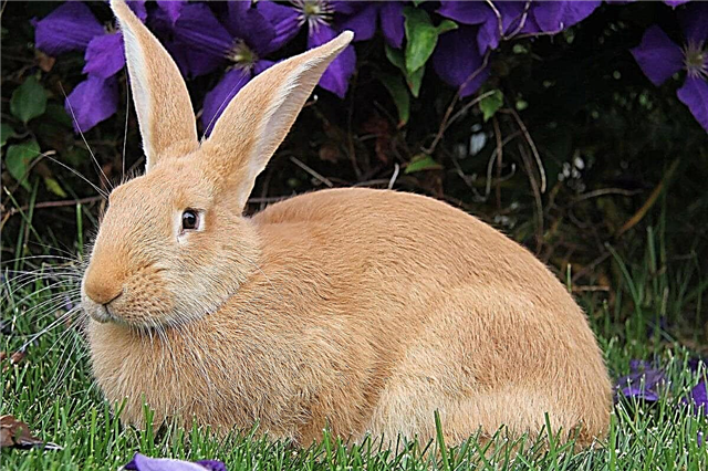 Top 10 der größten Kaninchenrassen