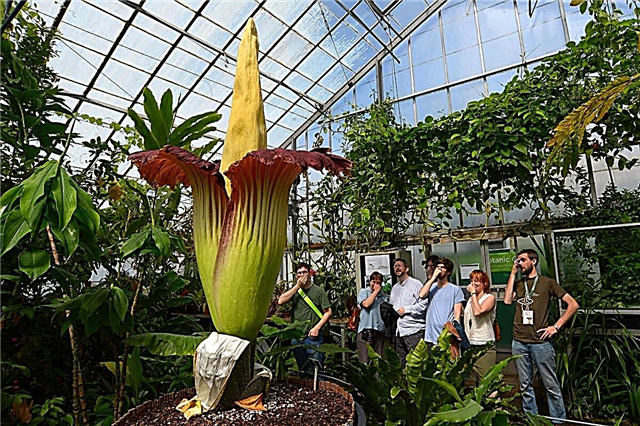 As 10 maiores flores do mundo