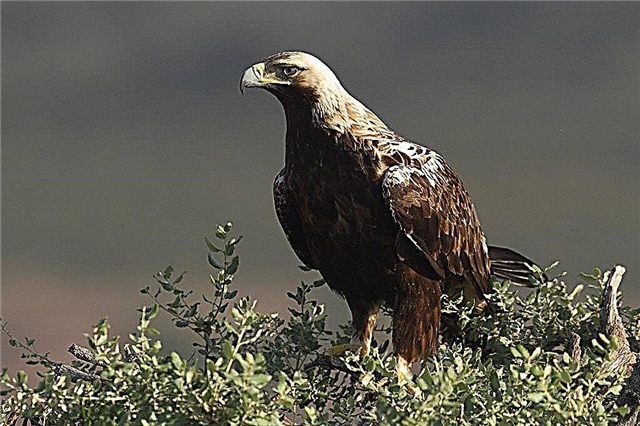 Top 10 largest eagles in the world
