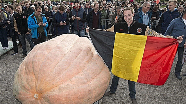 10 largest pumpkins in the world - amazing planet champions