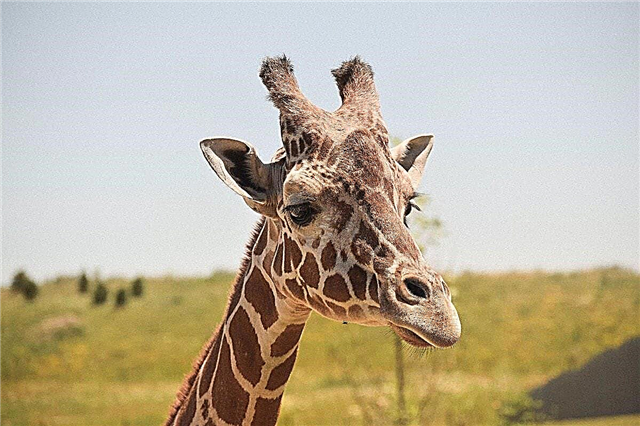 10 interesting facts about giraffes - the tallest animals on the planet