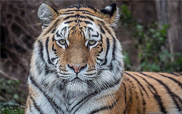 10 datos interesantes sobre los tigres de Amur: animales hermosos y majestuosos