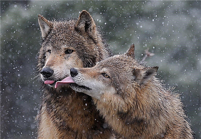 10 zanimljivih činjenica o vukovima - pametnim i odanim životinjama
