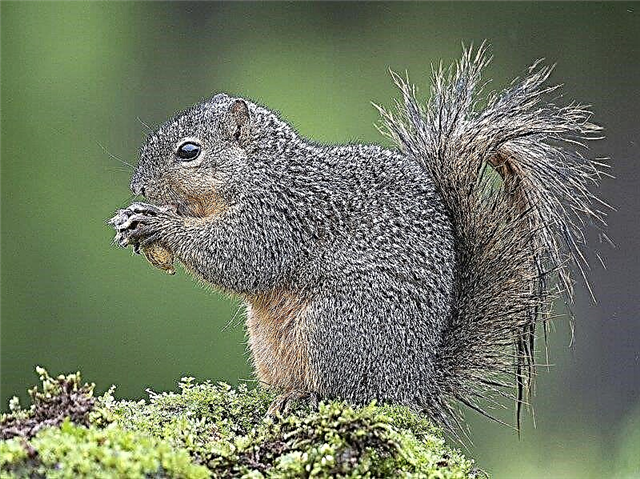 10 interesting facts about squirrels - adorable nimble rodents