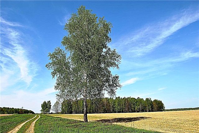 10 interesting facts about birch and its image in the culture of our country