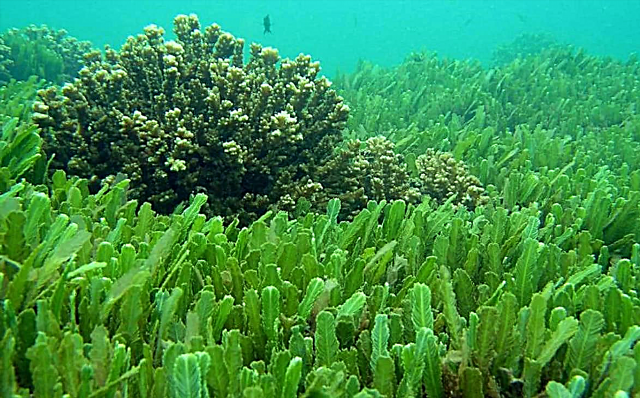 10 intressanta fakta om alger - användbara och opretentiösa växter