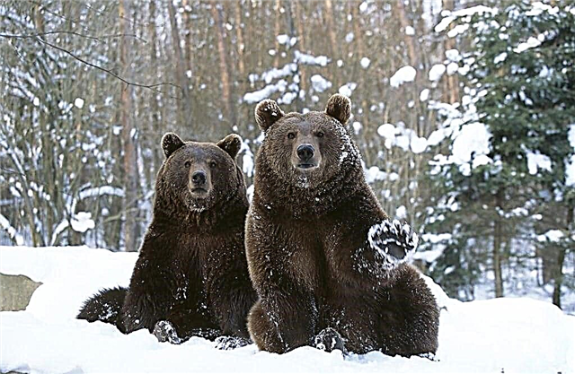 10 fatos interessantes sobre ursos