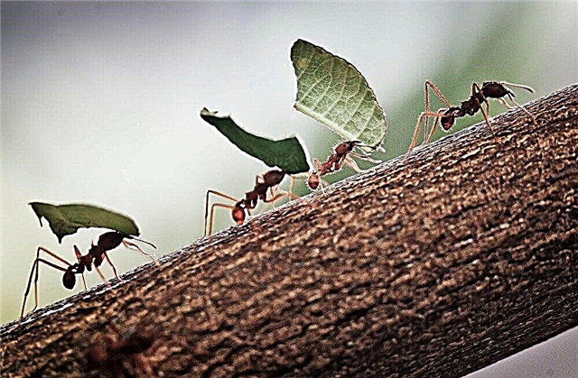 10 sự thật thú vị về loài kiến ​​- loài côn trùng nhỏ nhưng rất mạnh