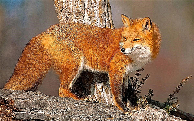 10 interesting facts about foxes - incredibly smart and cunning animals