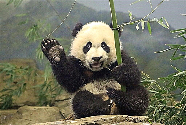 10 fatos interessantes sobre pandas - ursos encantadores da China