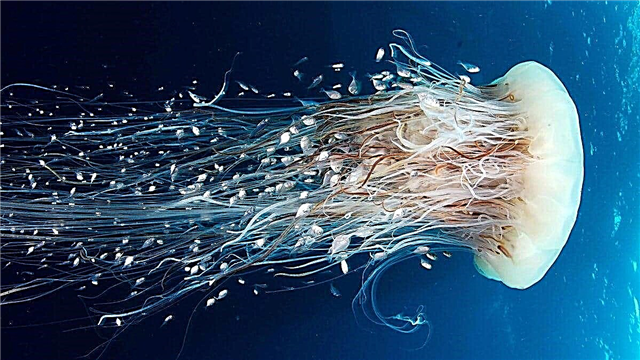 Os 10 principais fatos interessantes sobre a água-viva
