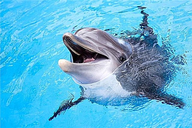 Top 10 interessante Fakten über Delfine