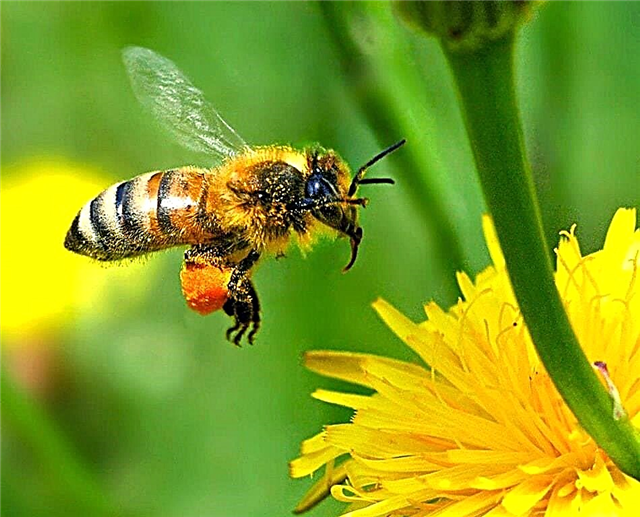 양봉가를위한 꿀벌에 관한 10 가지 흥미로운 사실